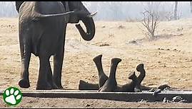 Elefantenbaby steckt kopfüber fest - als plötzlich ein unerwarteter Held auftaucht