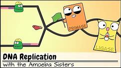 DNA Replication (Updated)