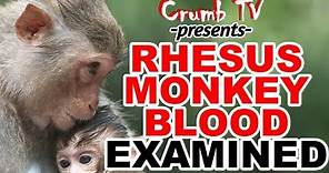 Rhesus Monkey Blood Examined #BloodType #Neanderthal #WhitePeople
