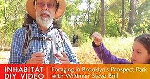How To Forage In Your Local Park: Foraging With Wildman Steve Brill in Brooklyn