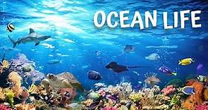 Ocean Life. Documentary: Unveiling the Mysteries Beneath the Waves