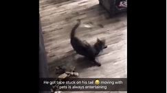 Cat gets tape stuck on tail and spins in circles trying to catch it