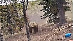 Epic Wild Bears
