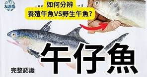 午魚(午仔魚)完整介紹，台灣午魚供給狀況，如何分辨養殖午魚和野生午魚？