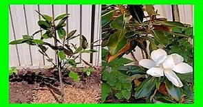 How To Plant a Magnolia Tree: Growing Little Gem Evergreen Magnolia