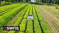 England's only tea plantation has showcased the world's first ROBOTIC tea harvester