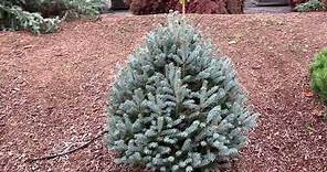 Picea pungens 'Scottie' Dwarf Blue Spruce 10-29-2020
