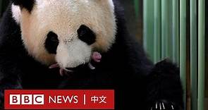 旅法大熊貓歡歡順利誕下雙胞胎－ BBC News 中文