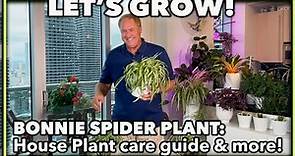 HOW TO GROW SPIDER PLANT INDOORS: Care guide and propagation tips (BONNIE SPIDER PLANT)