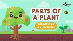 Parts Of A Plant: Definitions & Functions | Primary School Science Animation