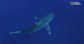 La gran amenaza de los tiburones toro | Los más peligrosos de África