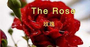the rose ( with lyrics )玫瑰 ( 中文歌詞 ) / Westlife 西城男孩