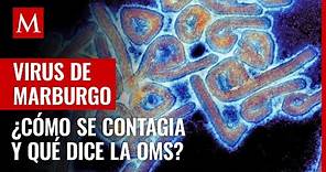 Virus de Marburgo, una enfermedad más letal que el Ébola y relacionada con el cambio climático