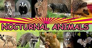 Facts about Nocturnal Animals with Pictures and correct Pronunciation