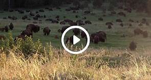 Ralphie explained: How this bison became a buffalo