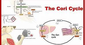 cori cycle and its physiological significance
