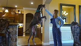 Die Deutsche Dogge Zeus ist der größte Hund der Welt