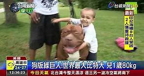 狗版綠巨人!世界最大比特犬兒1歲80kg