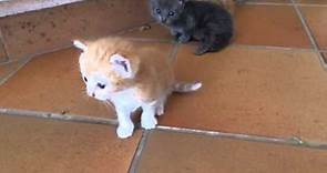 Cute kitten/Gattini appena nati