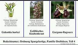 Bedecktsamer, Ordnung Spargelartige, Familie Orchideen, Teil 4 gastrochilus epidendrum epipactis