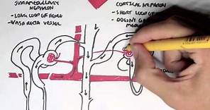 Nephrology - Kidney and Nephron Overview