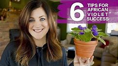 🌺6 Tips For Caring for African Violets!🌺
