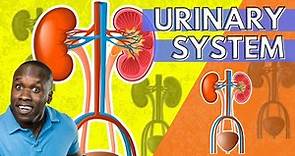 The Urinary System Anatomy and Physiology (An Introduction)