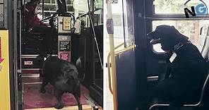 This Smart Dog Takes The Bus All By Herself Every Day To Go To The Dog Park