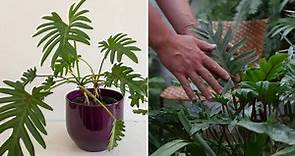 Philodendron xanadu, un filodendro muy resistente y decorativo - Jardinatis