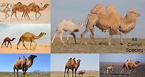 All Camel Species / types of Camel / camel