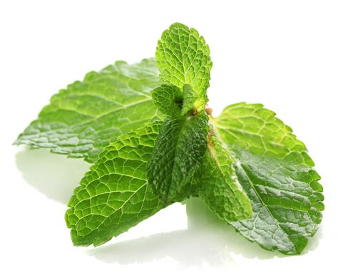 Mint