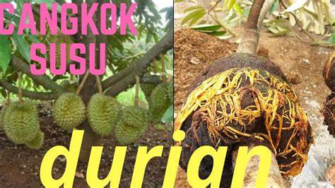 Cangkok Durian Membulat