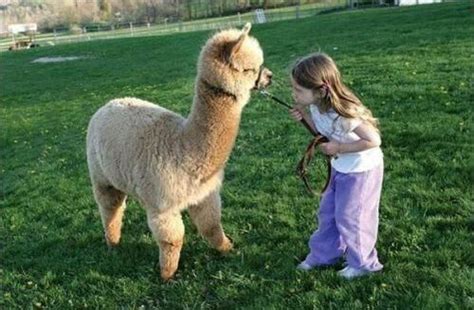 Alpacas