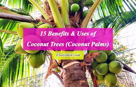 Medicine: The Traditional Medicinal Uses of Coconut Palm