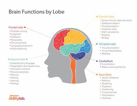 Improves Brain Function
