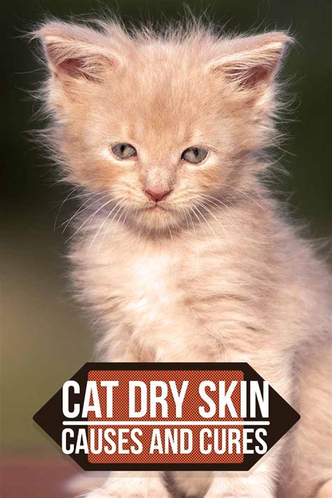 Cat with dry skin