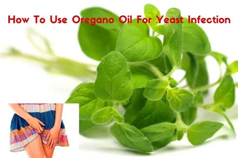 Oregano Oil for Yeast Infections
