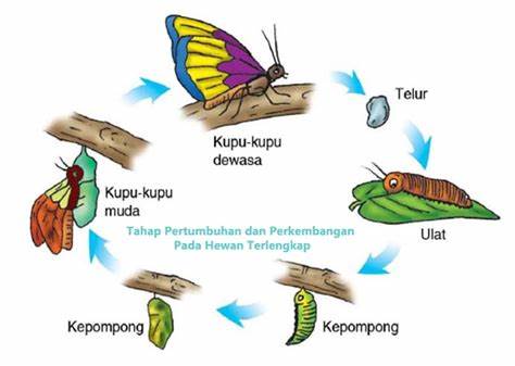 perkembangan-hewan