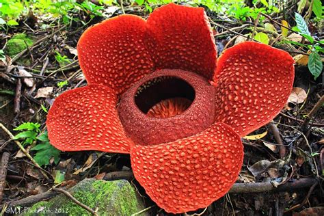 Berbagai Jenis Flora di Indonesia