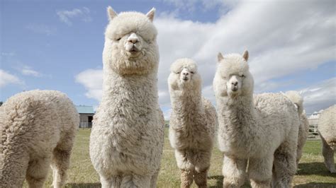 Alpacas