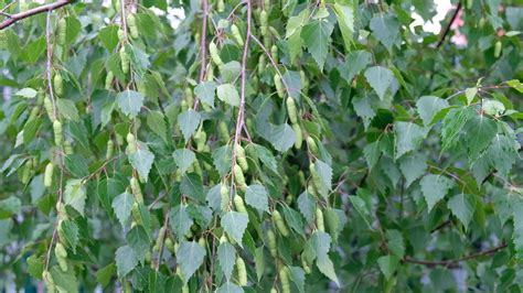 Birch