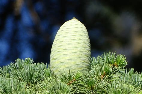 Cedar
