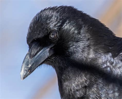 Crow