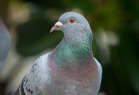 Pigeons