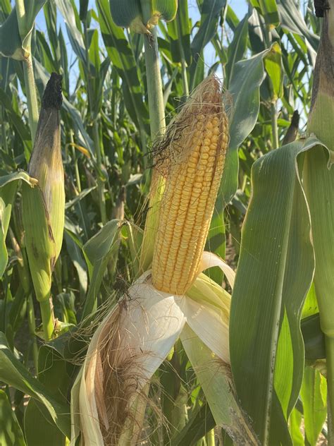 Corn