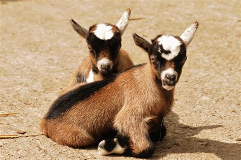 Goats