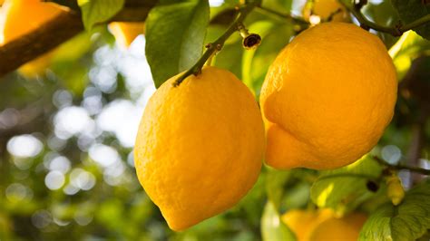 lemon myrtle chicken recipe