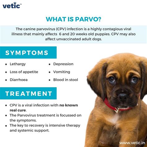 Parvo