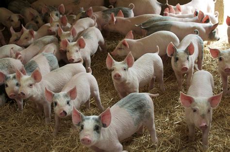 Pigs in Factory Farms