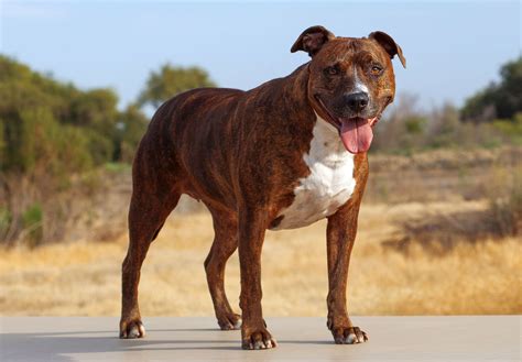 Pit